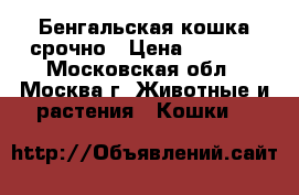 Бенгальская кошка срочно › Цена ­ 5 000 - Московская обл., Москва г. Животные и растения » Кошки   